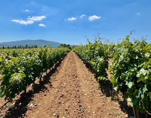 ÇAL BAĞ YOLU & ANTİK KENTLER ROTASI & DENİZLİ